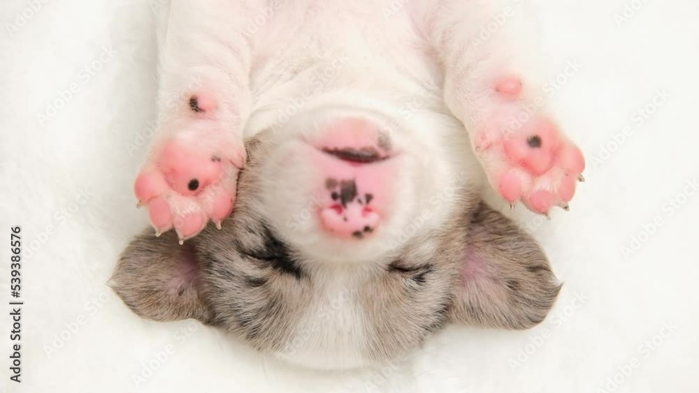 Adorable cute Newborn merle Puppy welsh corgi cardigan Sleeping on back. Little dog sleep on white plaid Adorable cute Newborn merle Puppy welsh corgi cardigan Sleeping on back. Little dog sleep on white plaid