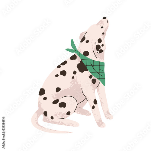 Dog of Dalmatian breed. Cute bicolor doggy with black spots on hair, coat. Purebred canine animal. Spotty dalmation pet looking up. Flat vector illustration isolated on white background