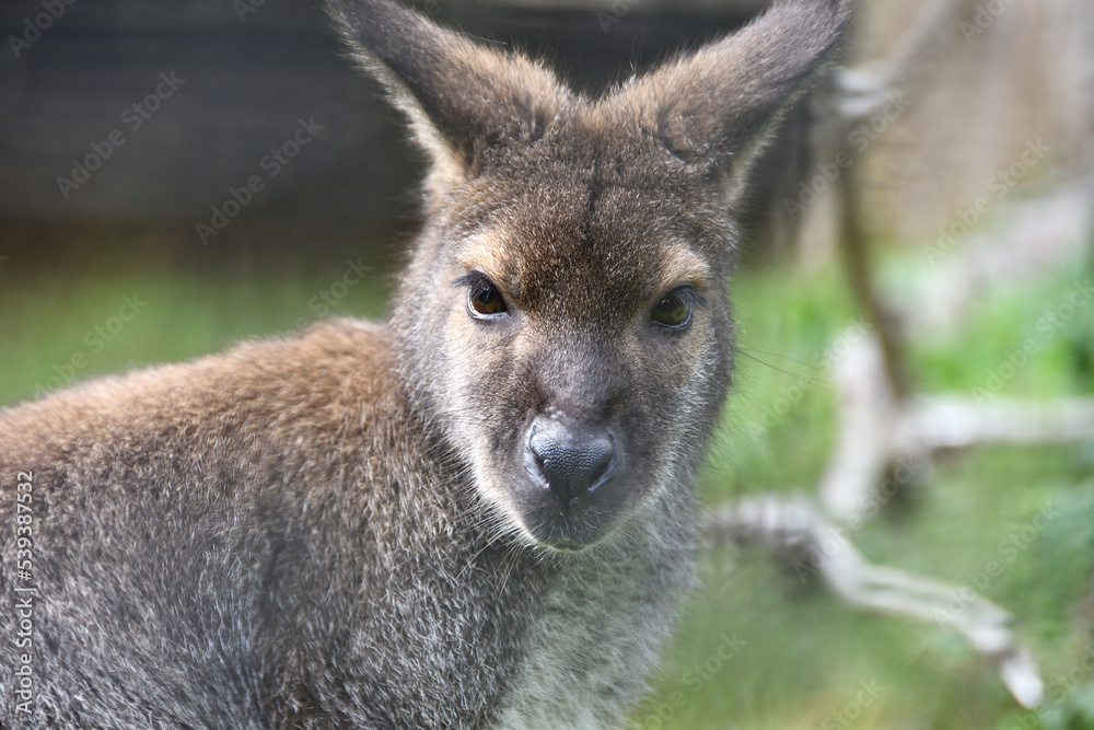 Fototapeta premium こちらを見るワラビー