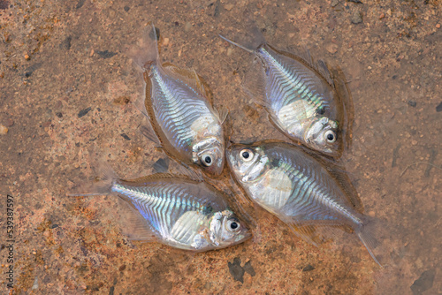 Closeup small sized of Siamese glassfish (Parambassis Siamensis) on the floor photo