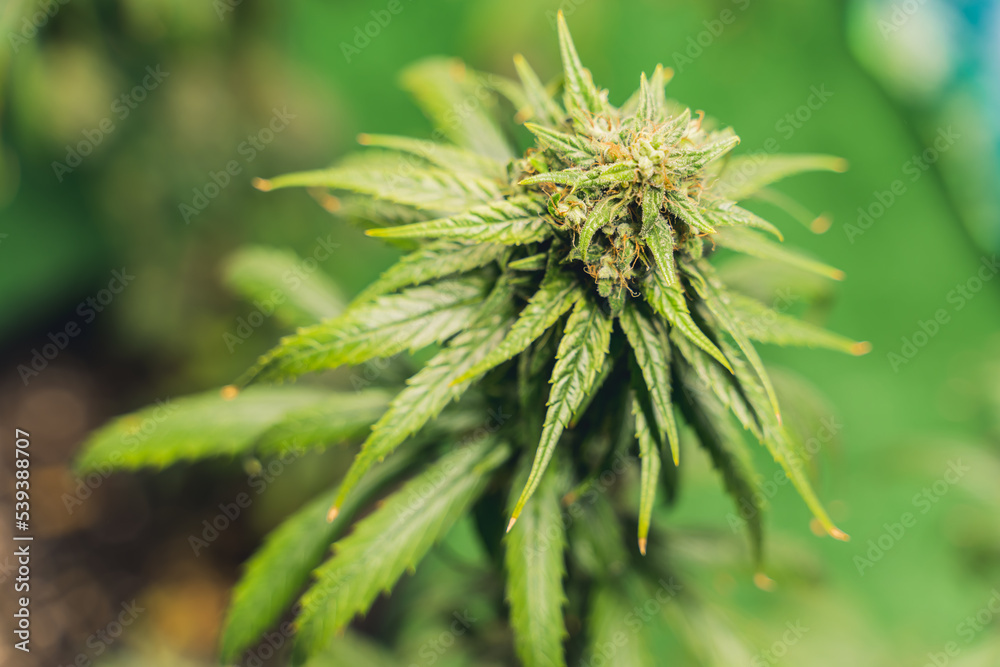 budding cannabis plant in a pot, close-up. High quality photo budding cannabis plant in a pot, close-up. High quality photo
