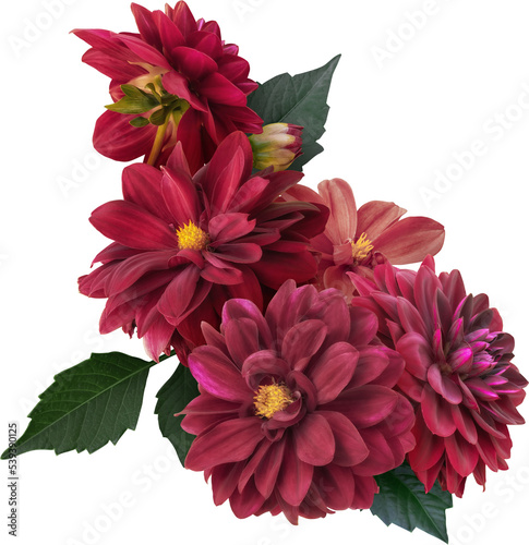 Red dahlia isolated on a transparent background. Floral arrangement, bouquet of garden flowers. Can be used for invitations, greeting, wedding card.
