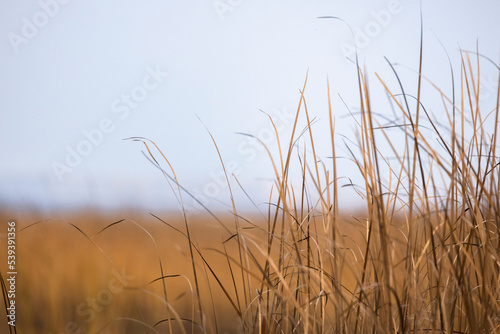 Autumn landscape with dry yellow coastal grass waving on wind