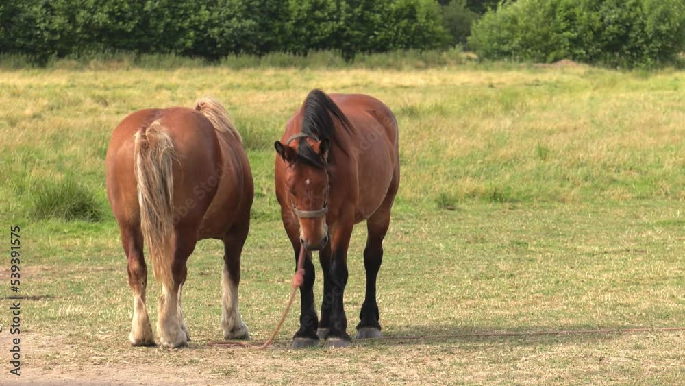 Horse on the catwalk. Green grass. 4K, UHD, 50p, Panning Horse on the catwalk. Green grass. 4K, UHD, 50p, Panning