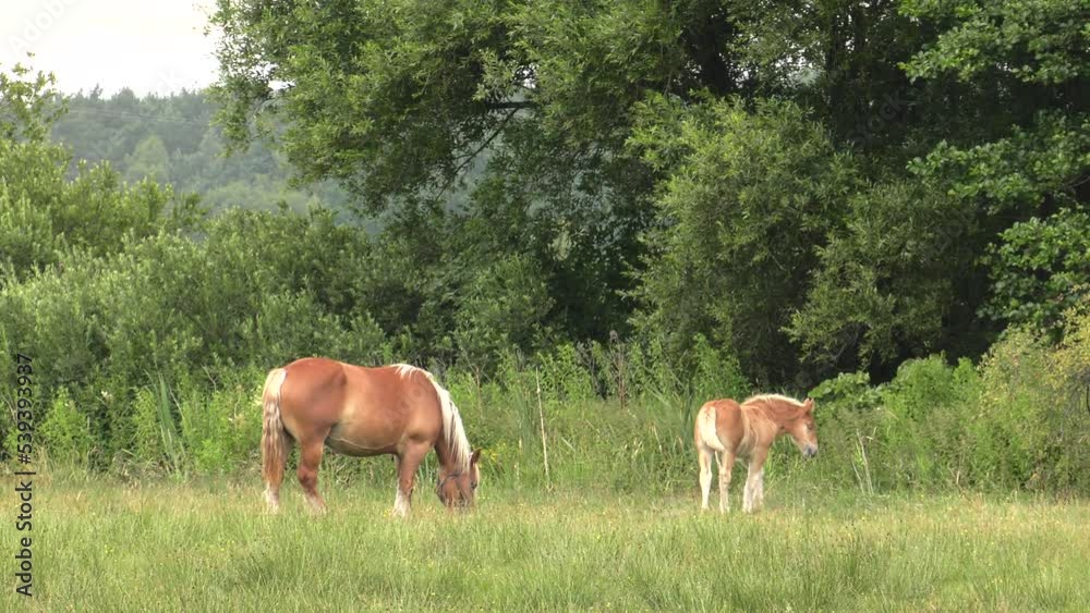 Several horses graze on a meadow. Horse eat grass. Trees and shrubs in the background. 4K Several horses graze on a meadow. Horse eat grass. Trees and shrubs in the background. 4K