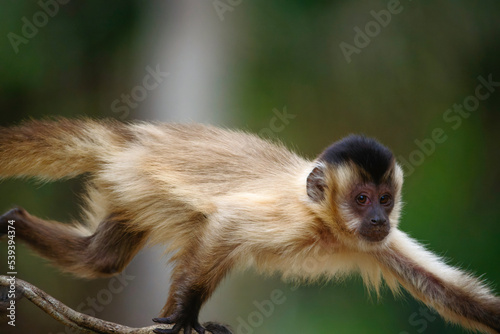 Capuchin Monkey running along a jungle vine in the Pantanal, Brazil