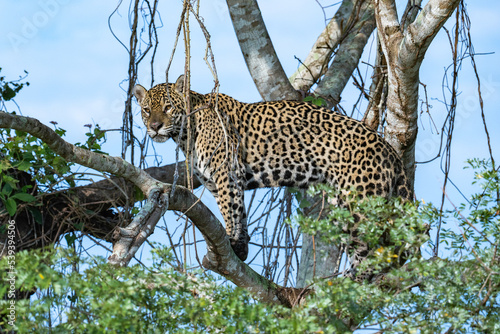 Jaguar standing among branches high up in a tree in the Pantanal - overlooking surroundings