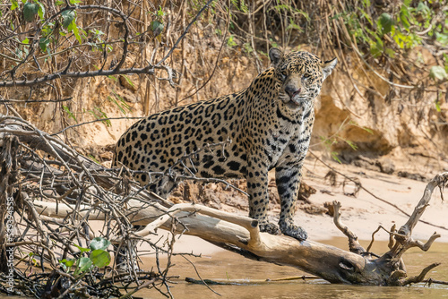 Jaguar with forelegs on a fallen tree on the bank of a river in the Pantanal 