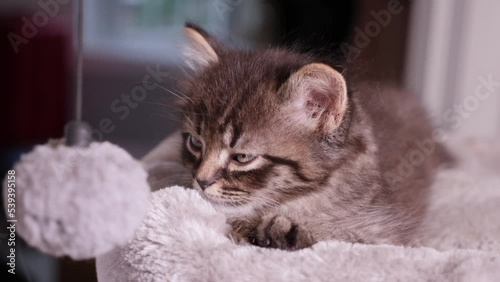 Little Cute Mainecoon Kitten resting on cattree photo