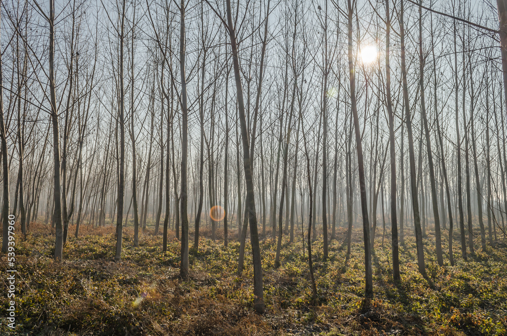 Poplar trees in the autumn period of the year. The forest in the autumn period of the year, sunlit by the morning sun and mist. Poplar trees in the autumn period of the year. The forest in the autumn period of the year, sunlit by the morning sun and mist.