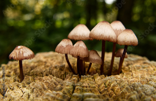 Close-up of wild toadstools, likely Burgundydrop Bonnet (Mycena haematopus), aka Bleeding fairy helmet or Bleeding Mycena, growing on the top of a weathered wooden fence post beside woodland.