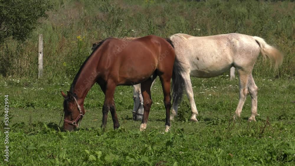 Horse on the catwalk. Green grass. 4K, UHD, 50p, Panning Horse on the catwalk. Green grass. 4K, UHD, 50p, Panning