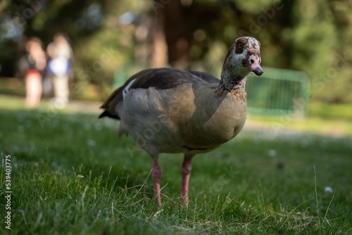 Close-up view of an Alopochen aegyptiaca perching on the grass photo