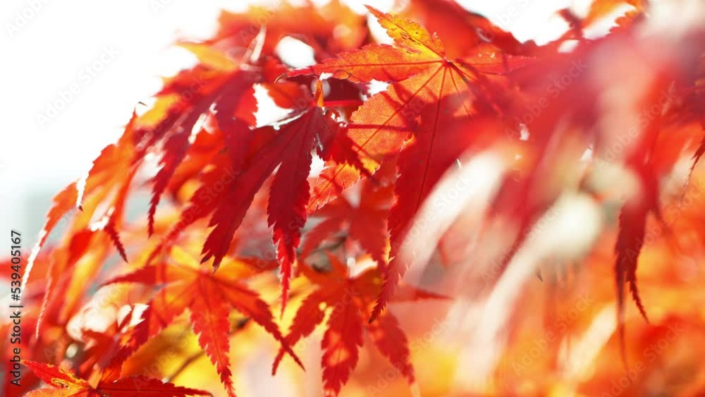 Super slow motion of vivid colored autumn maple leaves. Macro shot. Filmed on high speed cinema camera, 1000 fps. Super slow motion of vivid colored autumn maple leaves. Macro shot. Filmed on high speed cinema camera, 1000 fps.