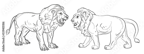 Animals. Black and white image of a big lion  coloring book for children. Vector drawing.