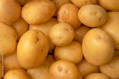 A group of fresh tasty potato as  background.