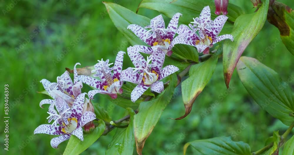 Tricyrtis formosana | Lis des crapauds de Formose. Grappes de fleurs étoilées, blanches, mouchetées de pourpre au bout d'une tige arquée