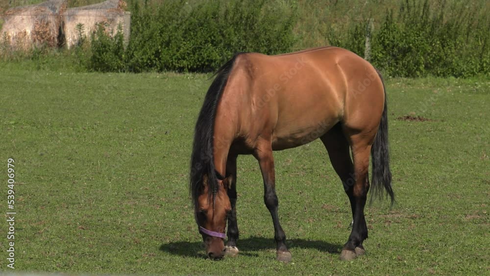 Horse on the catwalk.  Green grass. 4K, UHD, 50p, Panning	