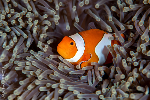 Canvastavla False Clown Anemonfish (Western Clownfish) - Amphiprion ocellaris lives in an anemone