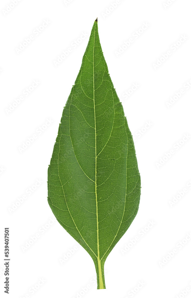 Under-side view of a leaf of the earth apple (Helianthus tuberosus) Under-side view of a leaf of the earth apple (Helianthus tuberosus)