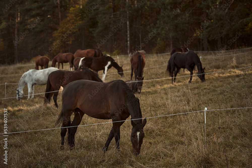 Autumn landscape with grazing horses. Herd of horses on the pasture Autumn landscape with grazing horses. Herd of horses on the pasture