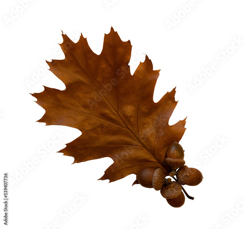 brown oak autumn leaves on white isolated background