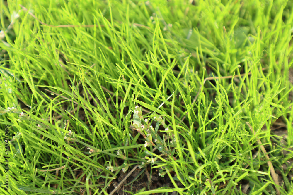 Fresh green grass background in sunny summer day in park. Spring background Fresh green grass background in sunny summer day in park. Spring background