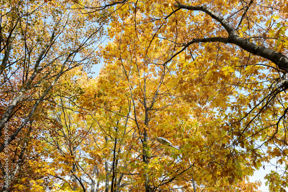 autumn colorful leaves on a tree with blue sky background autumn colorful leaves on a tree with blue sky background