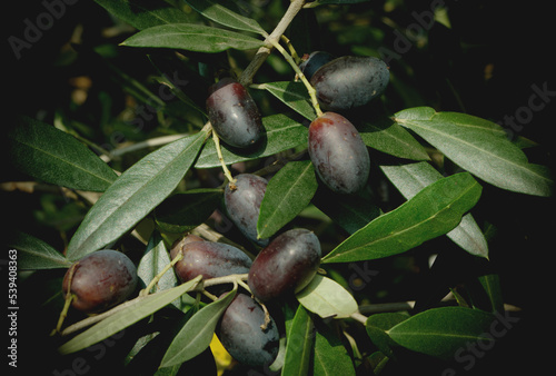 A bunch of ripe purple olives  photo