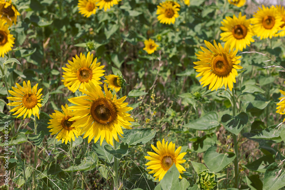 Yellow sunflowers with green leaves on the field (Selective focus) Yellow sunflowers with green leaves on the field (Selective focus)