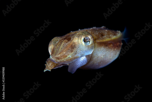 A baby Broadclub Cuttlefish - Sepia latimanus swims in the open water. Sea life of Tulamben, Bali, Indonesia.