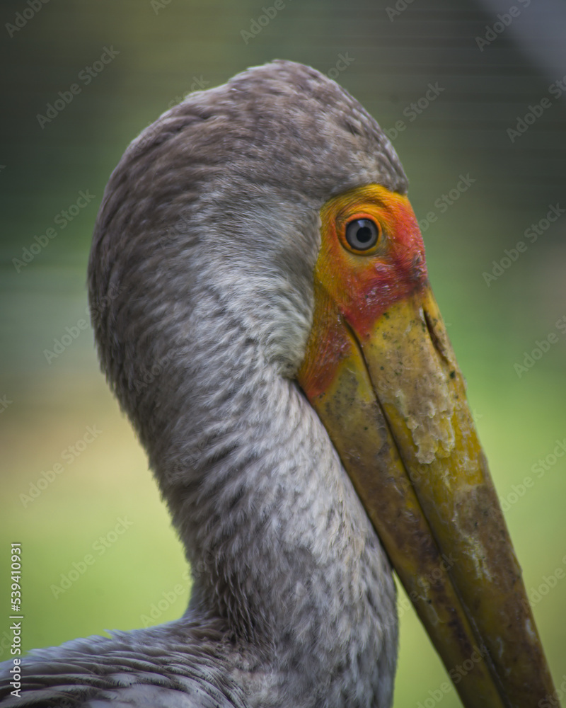 Obraz premium Indian tantalus posing at the zoo