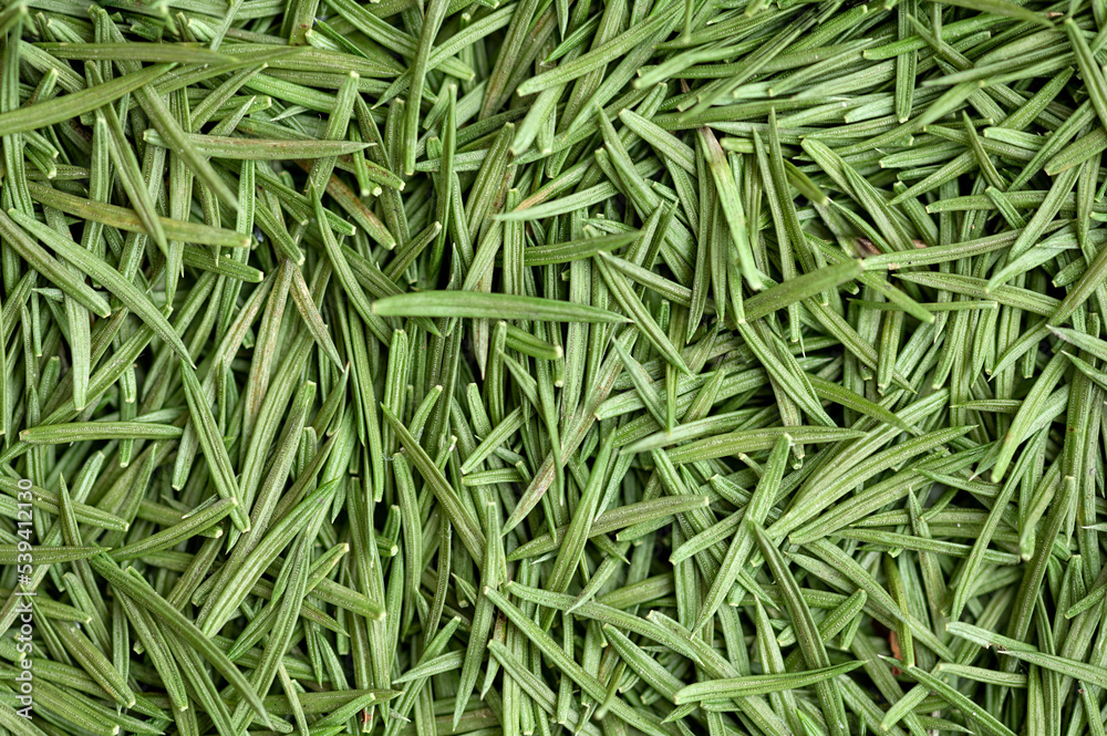 Green carpet of fir needles. Background of fir needles Green carpet of fir needles. Background of fir needles