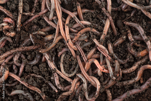 Earthworms in garden compost as background, top view.