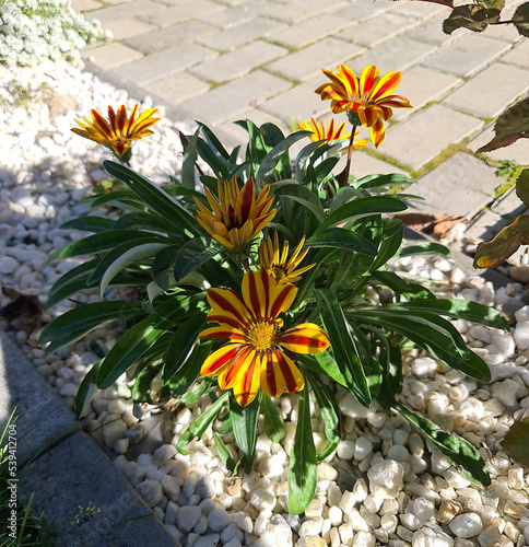 Blooming gazania on a background of white ornamental stone