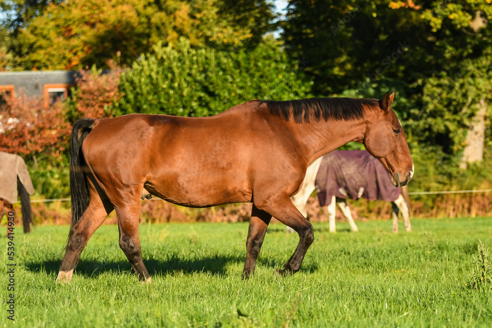 Bay KWPN horse walking through his meadow with friends in the background in autumn Bay KWPN horse walking through his meadow with friends in the background in autumn