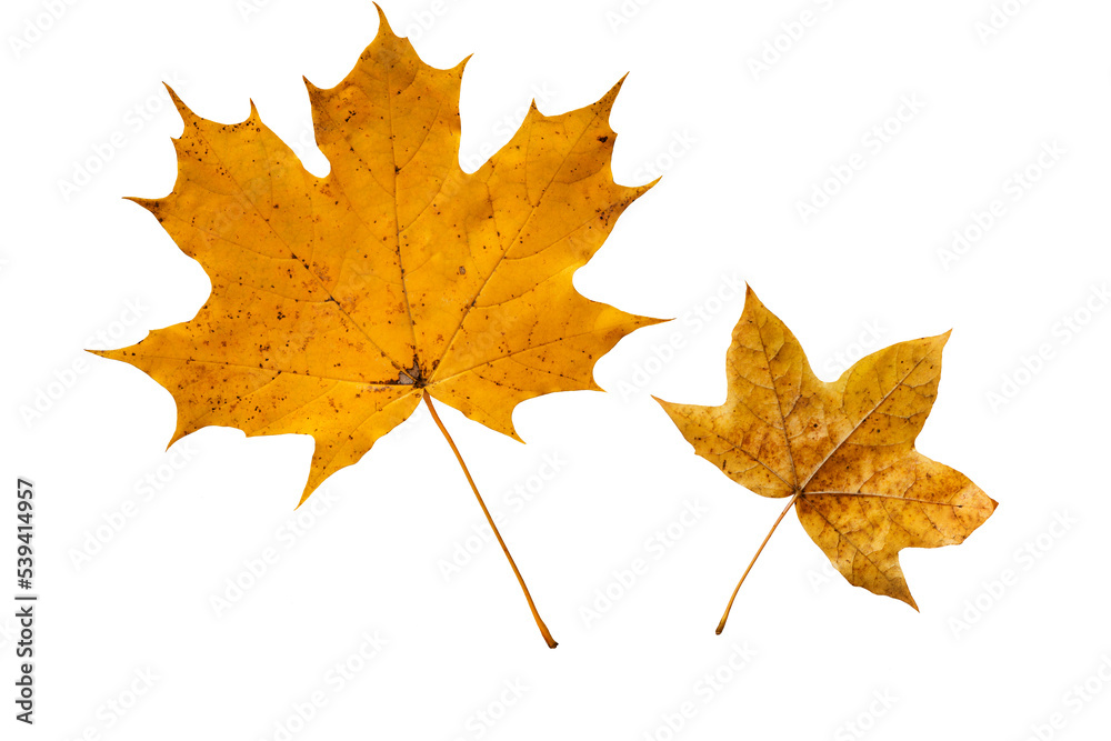 Set of colorful maple leaves on white. Set of colorful maple leaves on white.