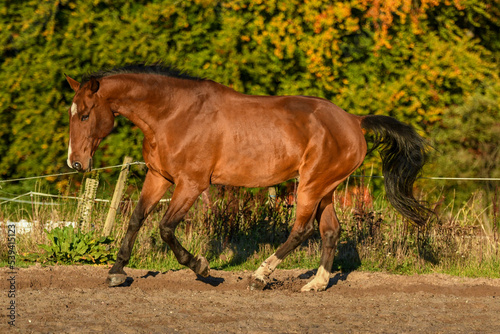 Bay KWPN horse cantering   galloping with shiny coat and low head position in autumn