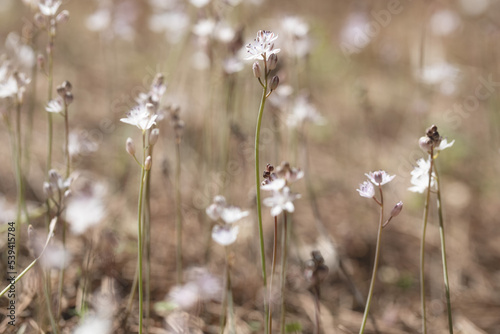 vintage background little flowers  nature beautiful  toning design spring nature  sun plants