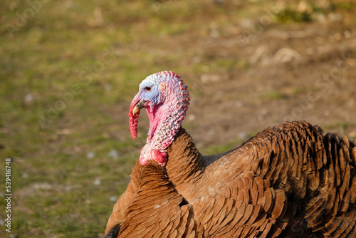 Bad turkey ruffling feathers in the yard.