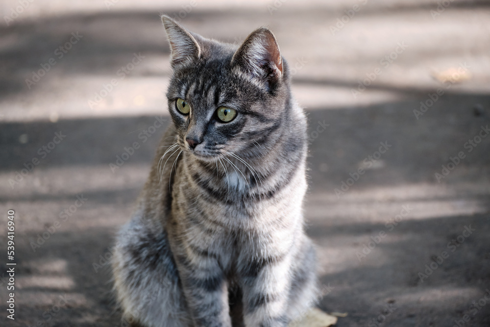 Portrait of small gray kitten with surprised look. Close-up. Selective focus