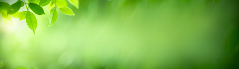 Nature of green leaf in garden at summer. Natural green leaves plants using as spring background cover page greenery environment ecology lime green wallpaper