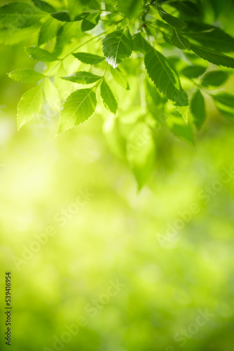 Nature of green leaf in garden at summer. Natural green leaves plants using as spring background cover page greenery environment ecology lime green wallpaper