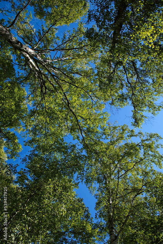 Tree crowns at Talkeetna Lakes near Talkeetna in Alaska,United States,North America
Tree crowns at Talkeetna Lakes near Talkeetna in Alaska,United States,North America