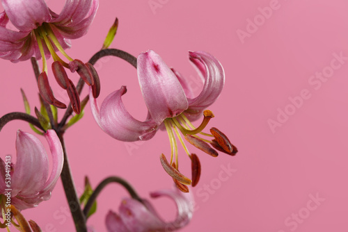 Bouquet of beautiful lilies of unusual color Isolated on a pink background.