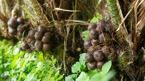 Ripen Salak, Zalacca or snake skin fruit on its tree branch photo