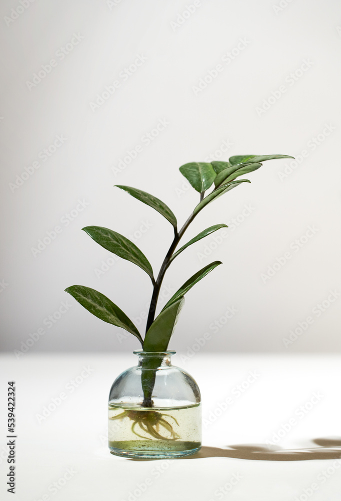 Home gardening - Zamioculcas sprouts in glass jar with water.