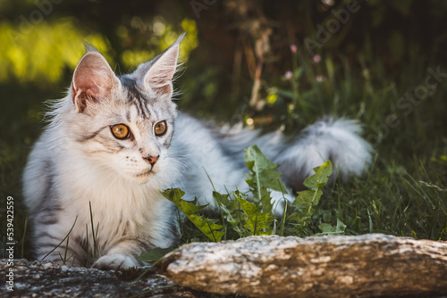 Maine Coon Katze photo