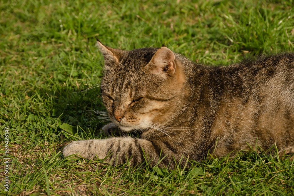 Close-up portrait of a gray cat on green grass. Horizontal photo of an animal on a summer day Close-up portrait of a gray cat on green grass. Horizontal photo of an animal on a summer day