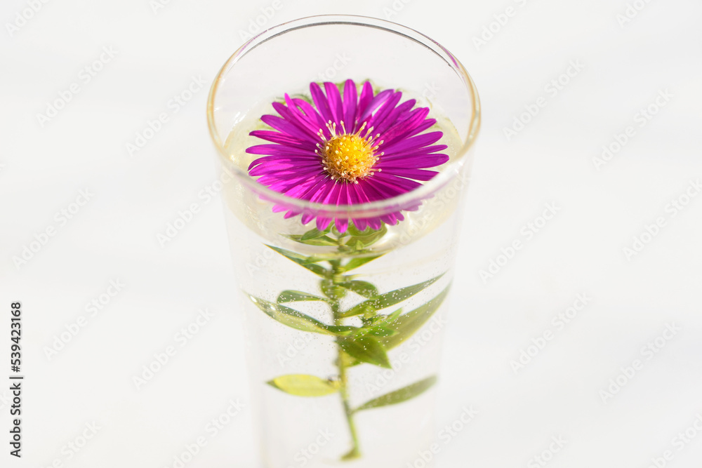Beautiful autumn aster in a small glass vase, white background Beautiful autumn aster in a small glass vase, white background